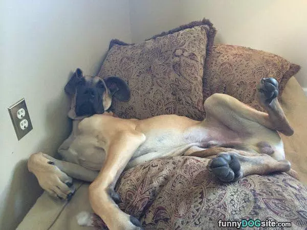 Dog Is Chillin