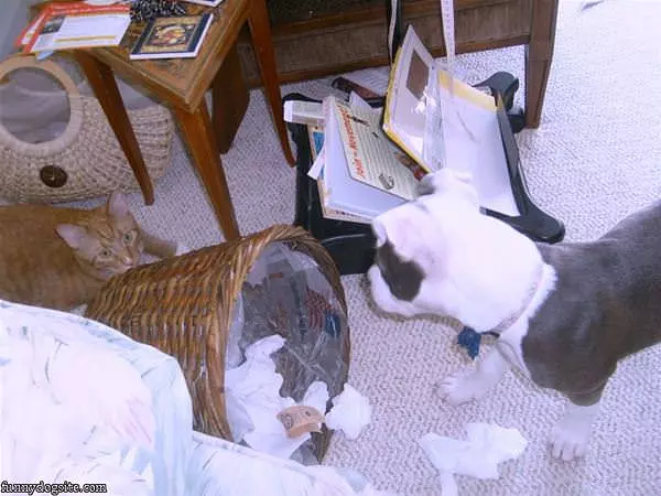 Animal Mischief