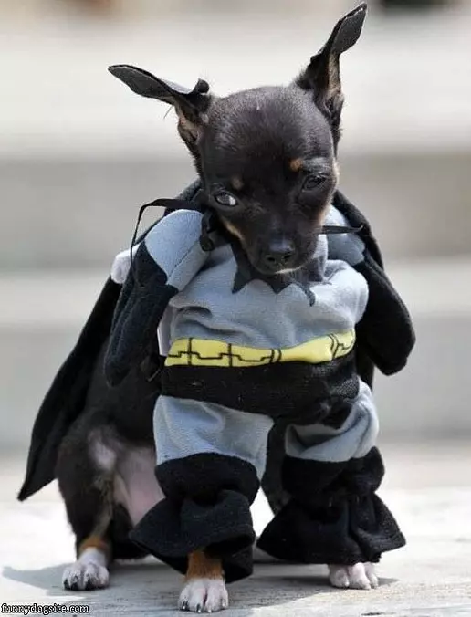 Bat Dog
