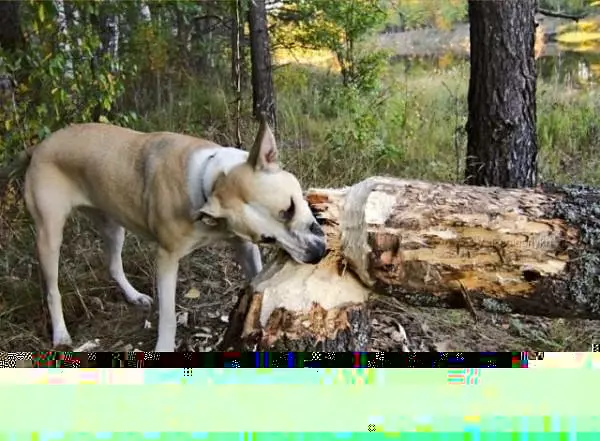 Beaver Dog