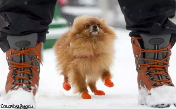 Puppy Shoes