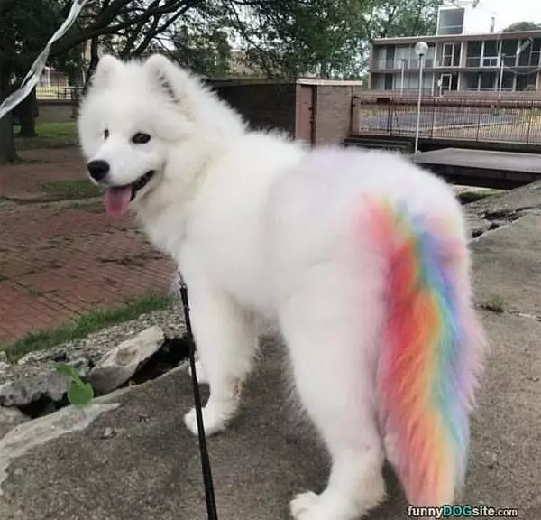 Rainbow Dog