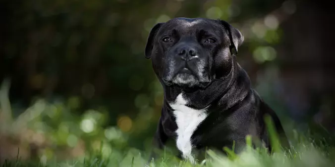Staffordshire Bull Terrier ...