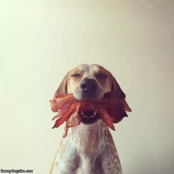One Happy Dog
