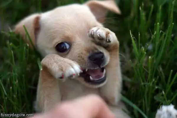 Arghh Puppy