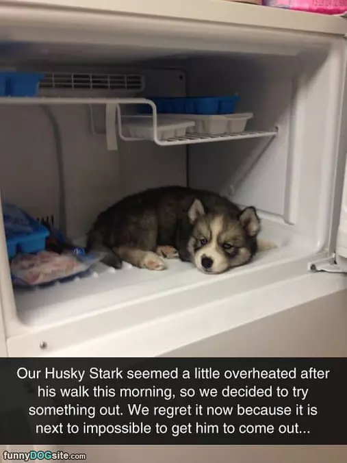 Overheated Husky