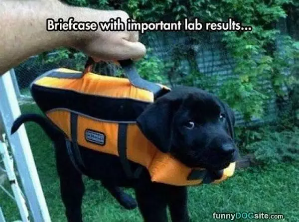 Important Lab Results
