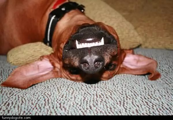 Upside Down Dog