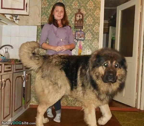 That Is A Huge Dog