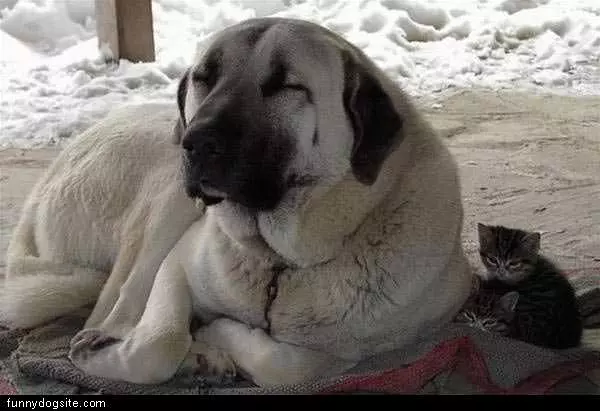Big Dog Tiny Kittens