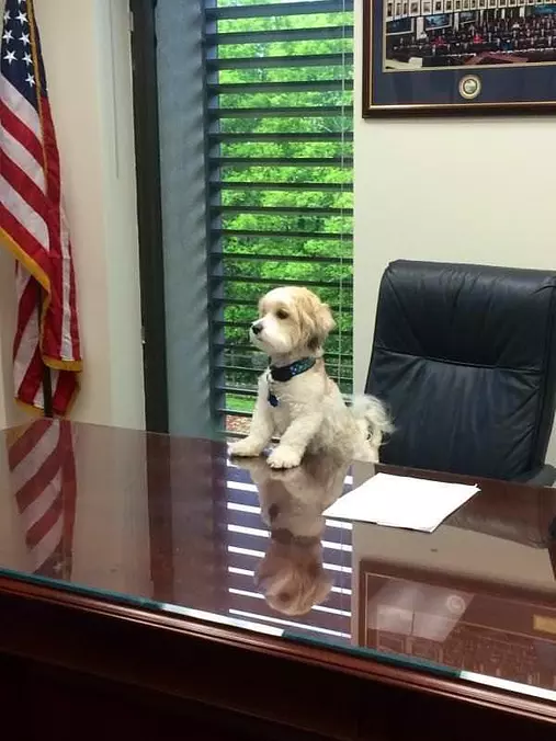 I Am The Boss