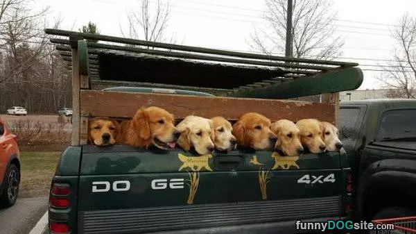 Our Dog Trailer