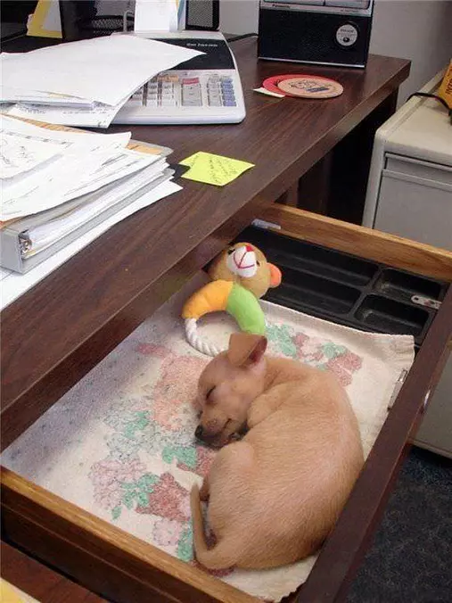 Drawer Dog