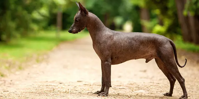Xoloitzcuintli dog