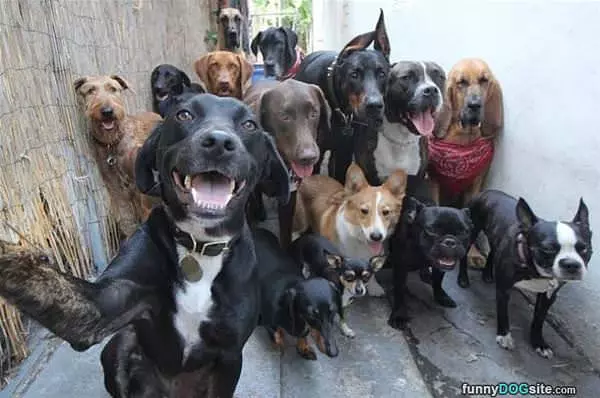 So Many Dogs