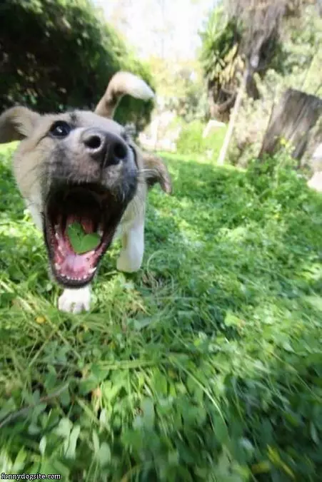Chomp Chomp