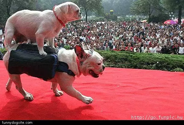 Dog Riding Dog