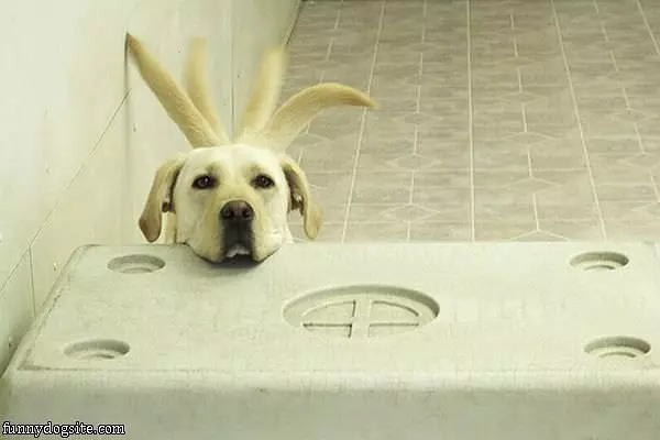 Wagging Tale