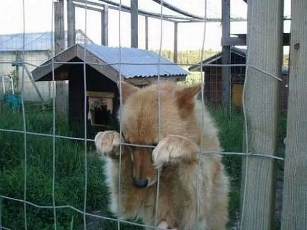 Please Let Me Go Play