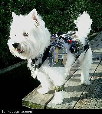 Swiss Army Dog