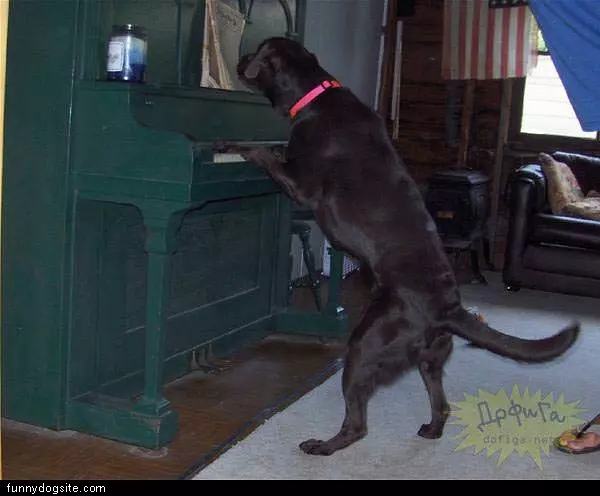 Piano Player
