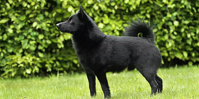Schipperke dog