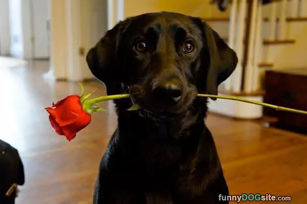 I Got Dis For You