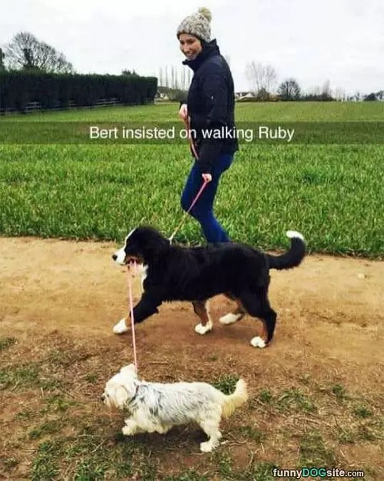 Insisted On Walking