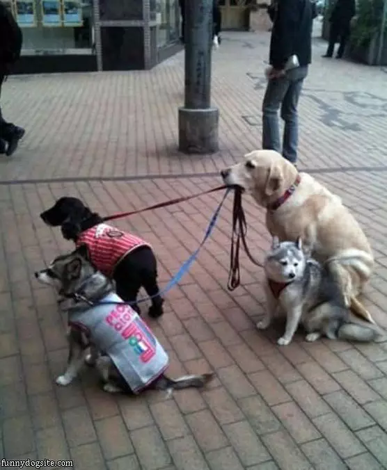 Dog Sitting