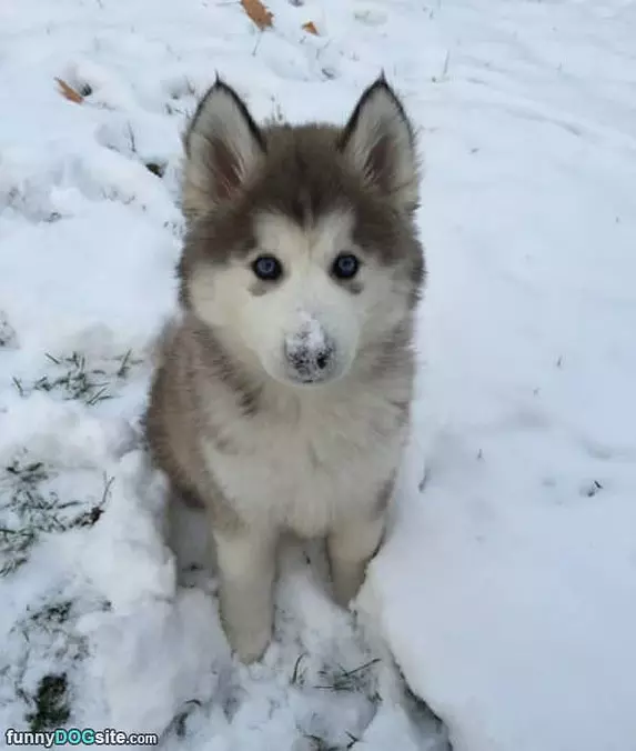 My Head In The Snow