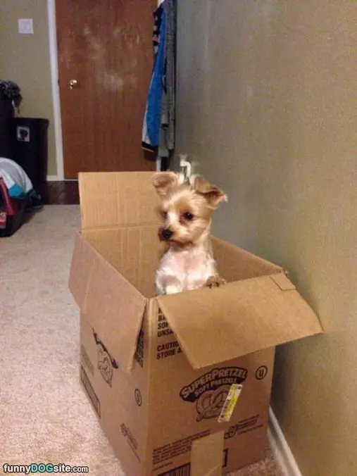 Sitting In A Box