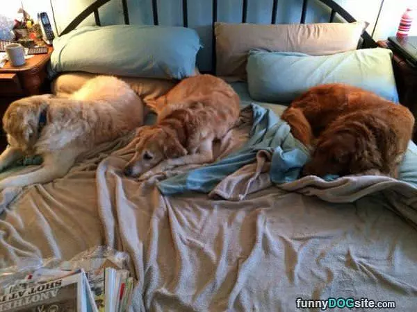 This Is Dog Bed