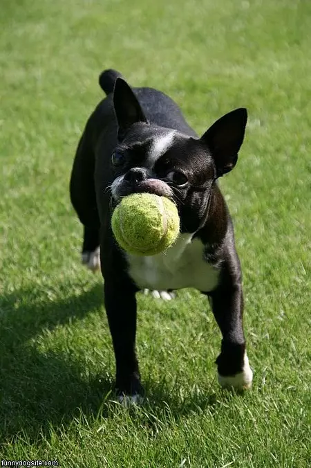 Anyone Up For Fetch