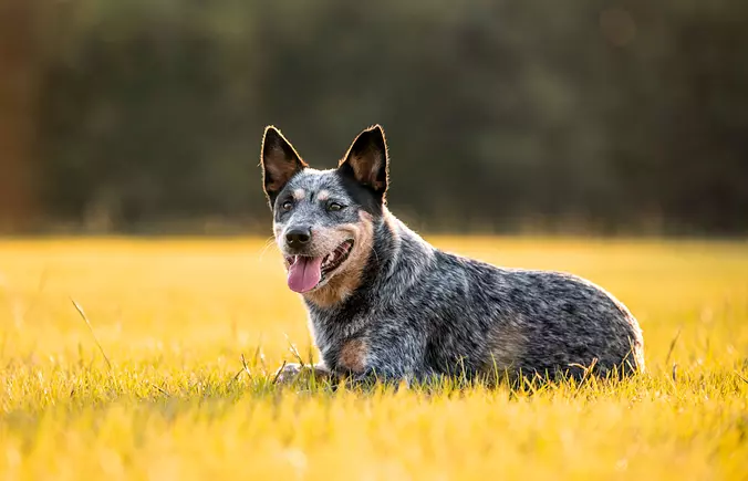 Australian Cattle Dog Gallery