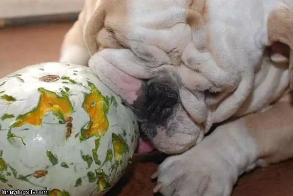 Nom Nom Ball
