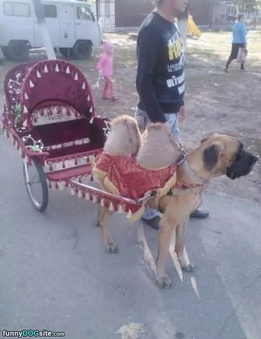 Camel Dog