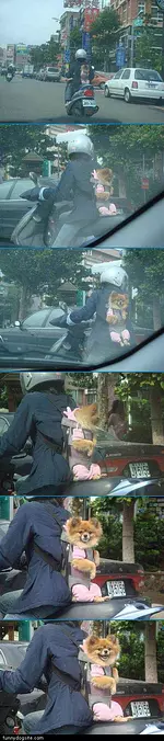 Dog Backpack
