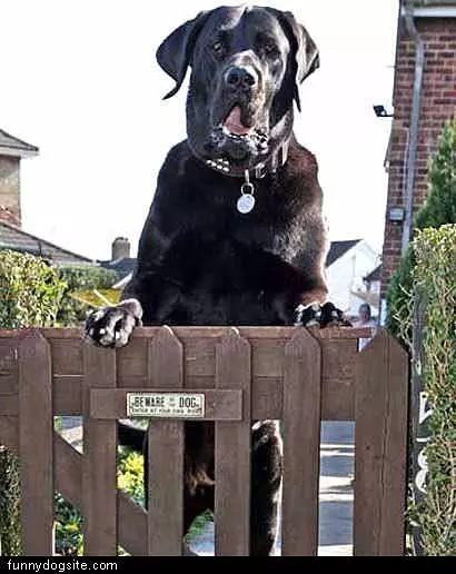 Large Dog