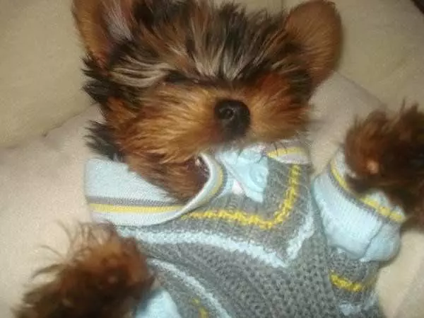 Romey