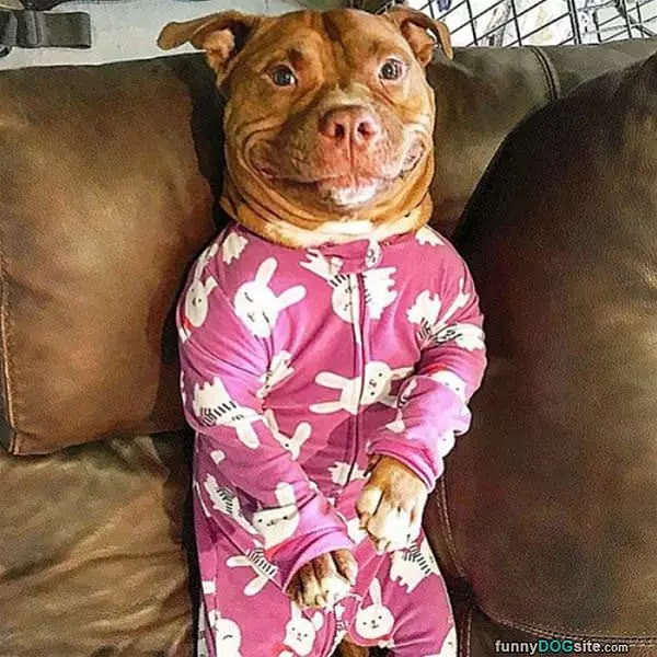 I Has Nice Pajamas