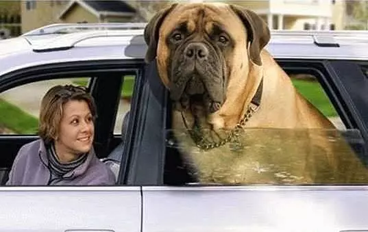 Thats A Big Dog