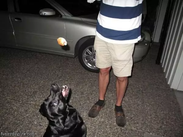 Mid Air Snack