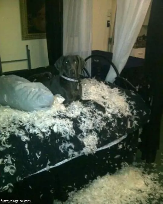 Not A Fan Of That Pillow