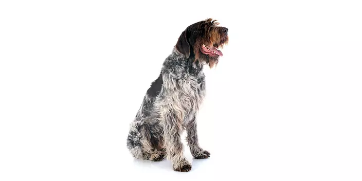 Wirehaired Pointing Griffon...