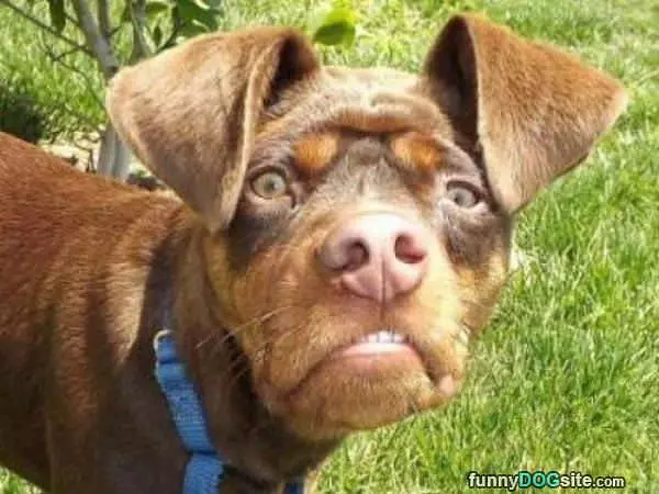 You Say Arf