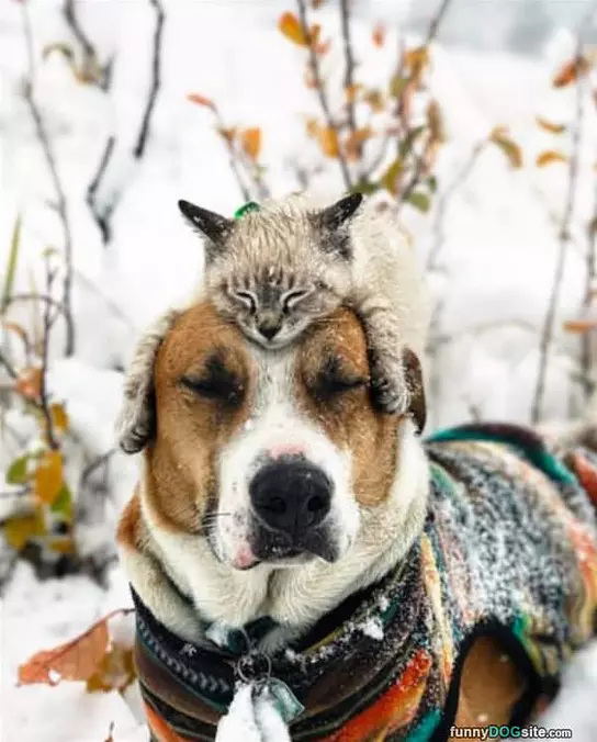 My Winter Friend