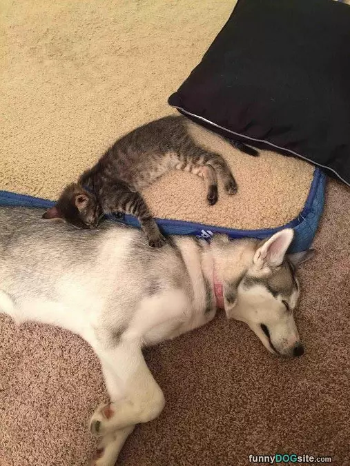 I Am The Bed