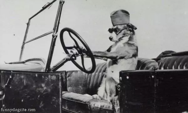 Driving Dog