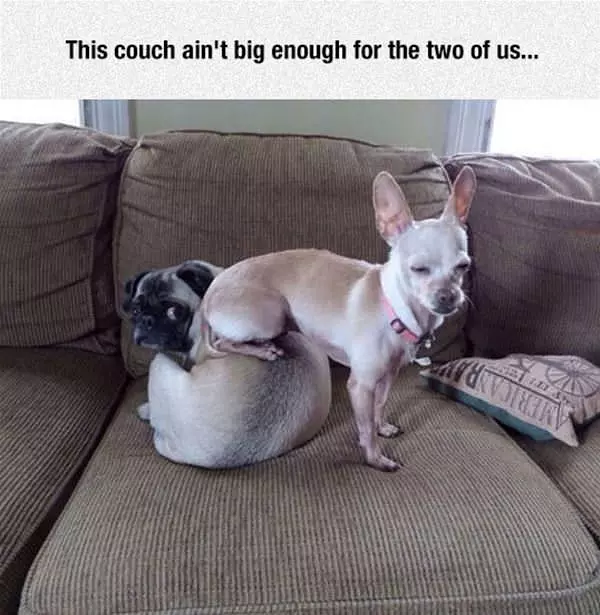 Not Big Enough For Both Of Us