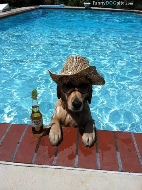 Party Animal